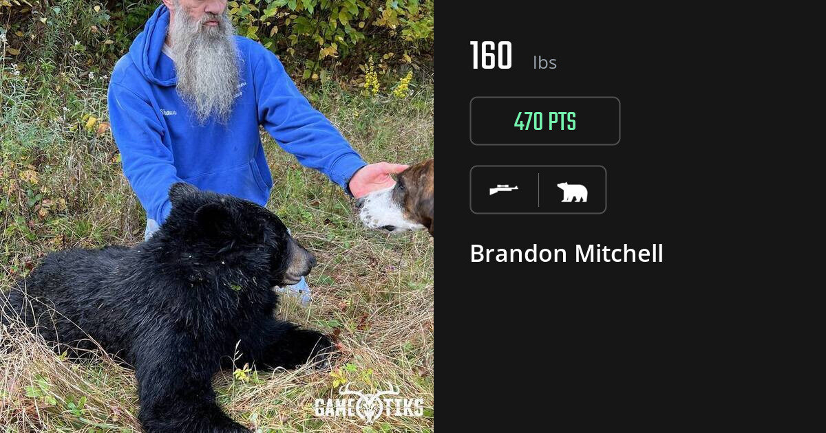 bear harvest by Brandon Mitchell