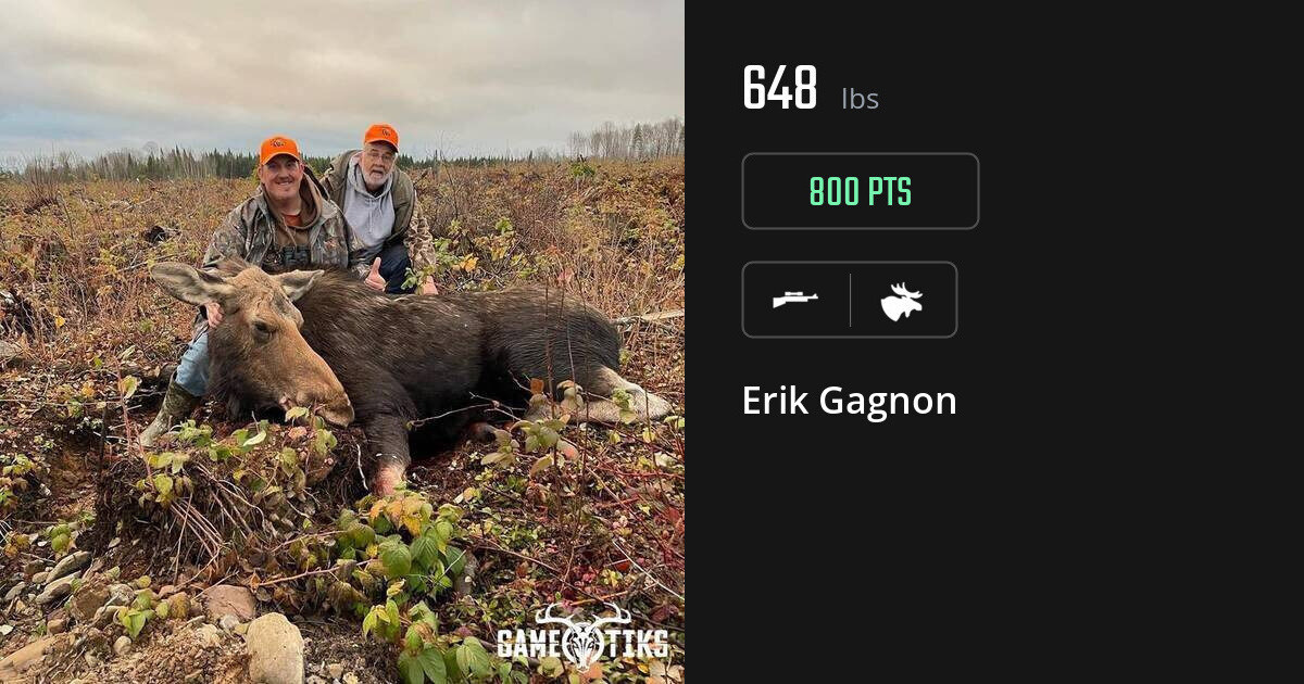 Moose harvest on Gametiks