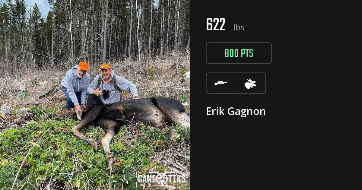 Moose harvest on Gametiks
