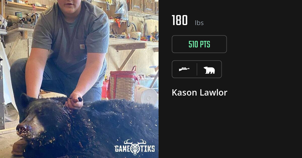 bear harvest by Kason Lawlor