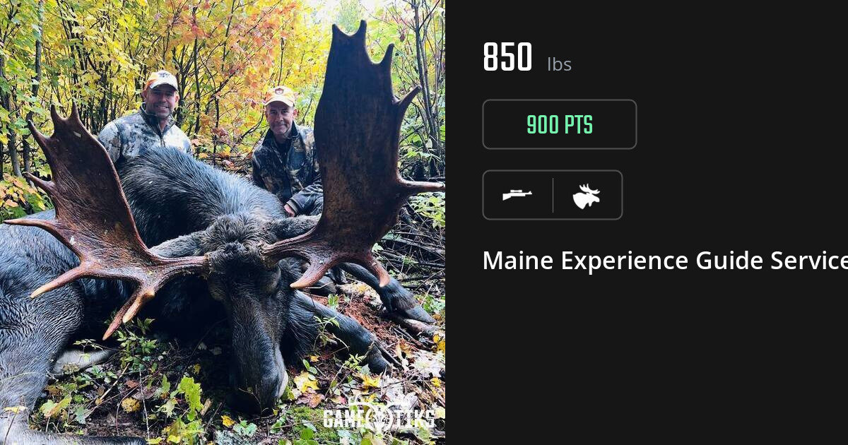 Moose harvest on Gametiks