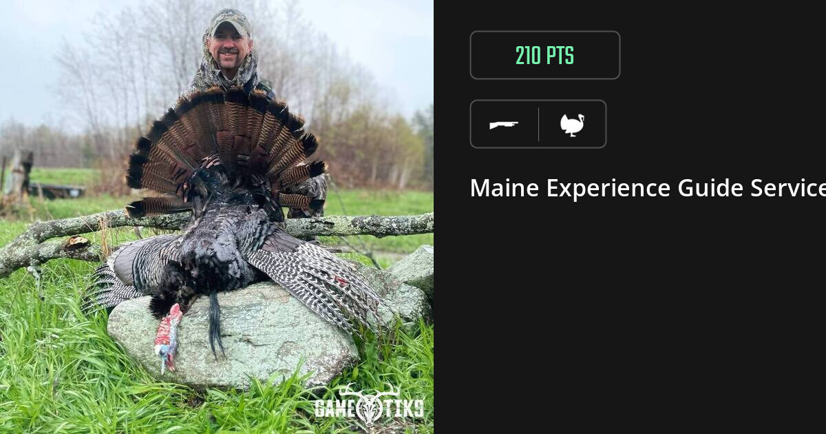 turkey harvest by Maine Experience Guide Service