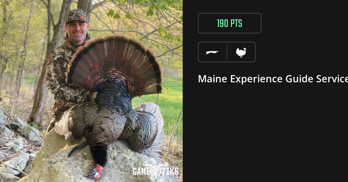 turkey harvest by Maine Experience Guide Service