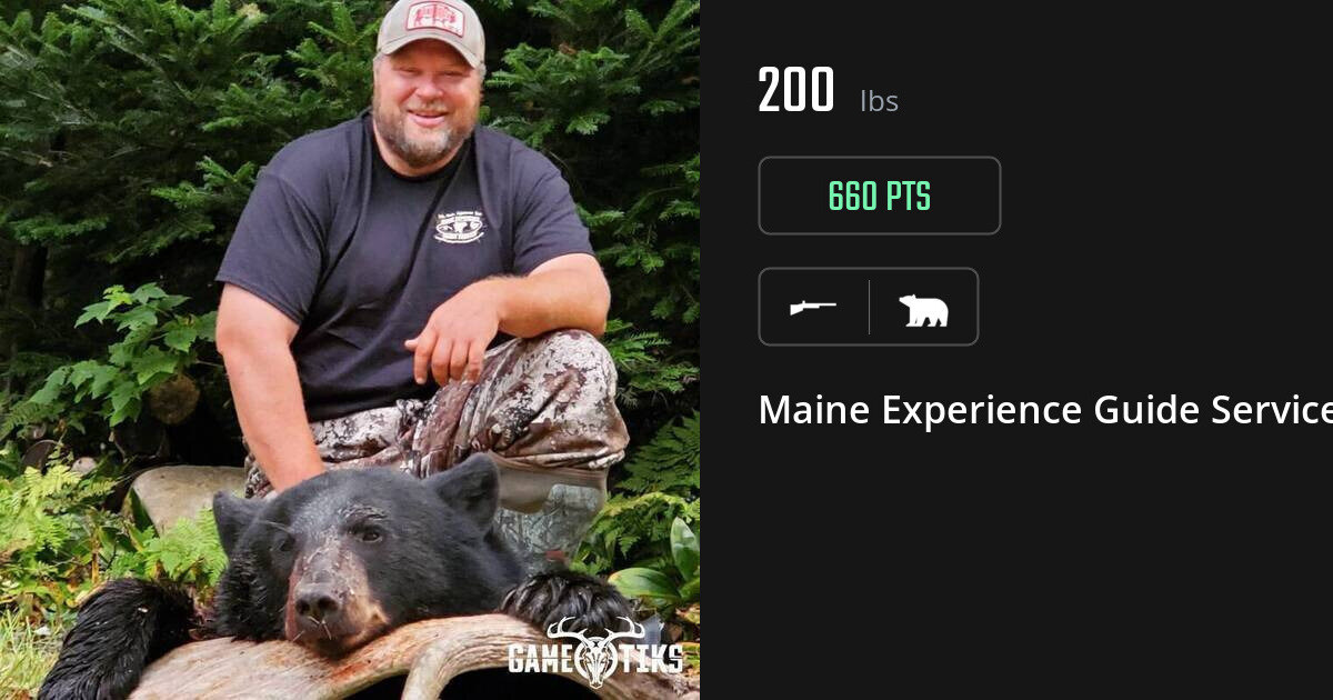 bear harvest by Maine Experience Guide Service