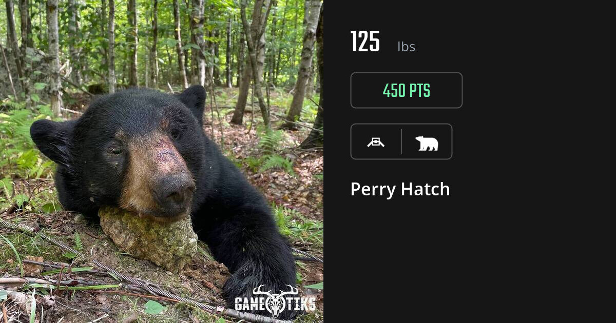 bear harvest by Perry Hatch