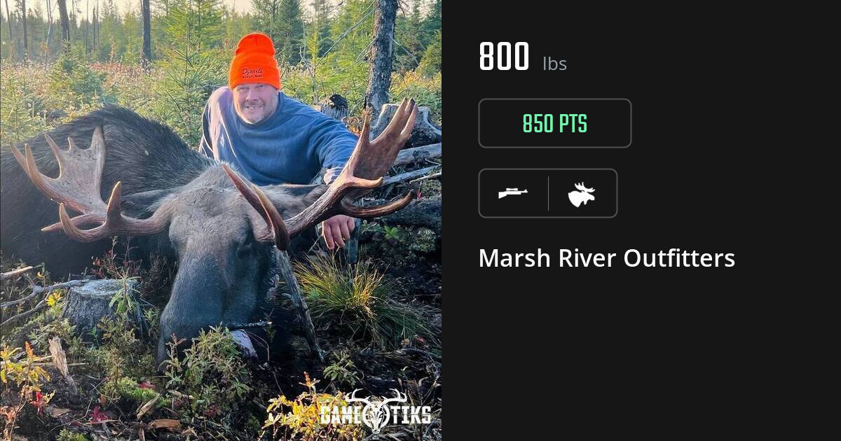 Moose harvest on Gametiks