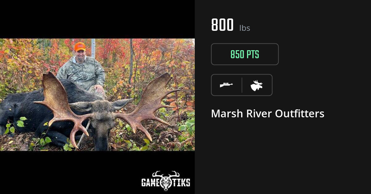 Moose harvest on Gametiks