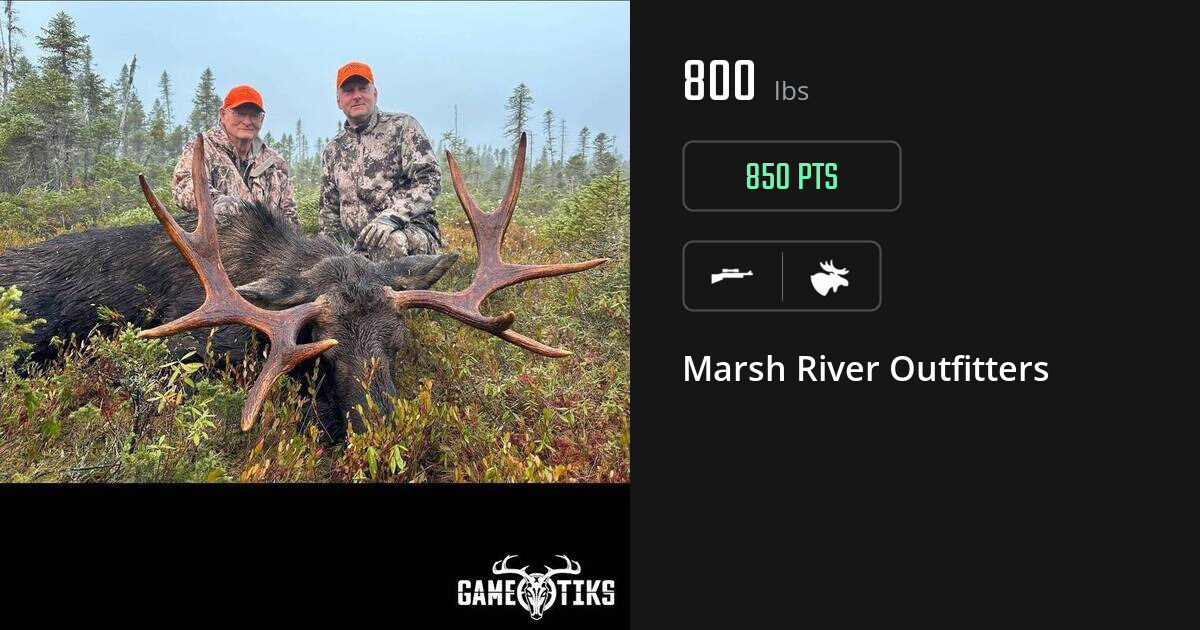 Moose harvest on Gametiks