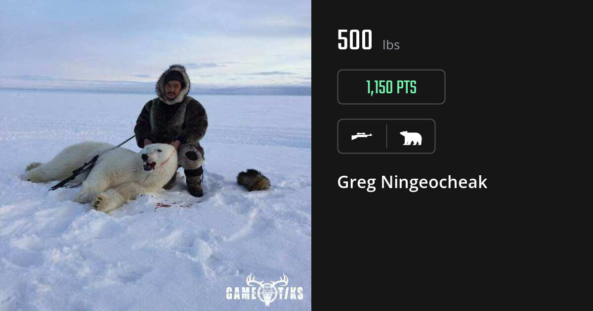 bear harvest by Greg Ningeocheak
