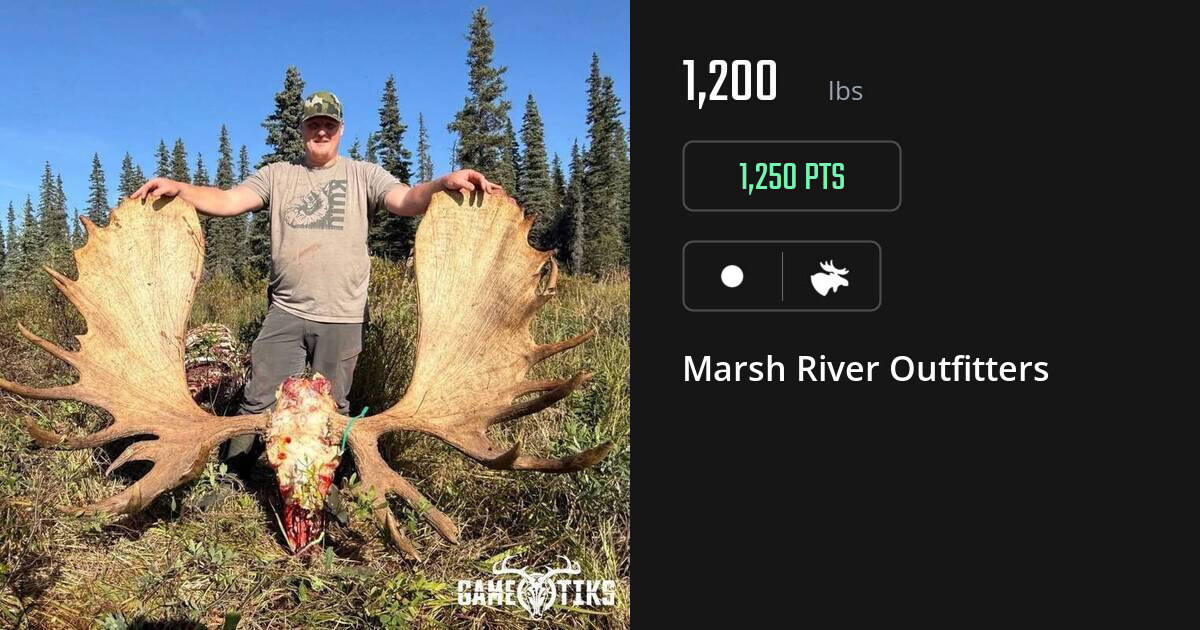 moose harvest by Marsh River Outfitters