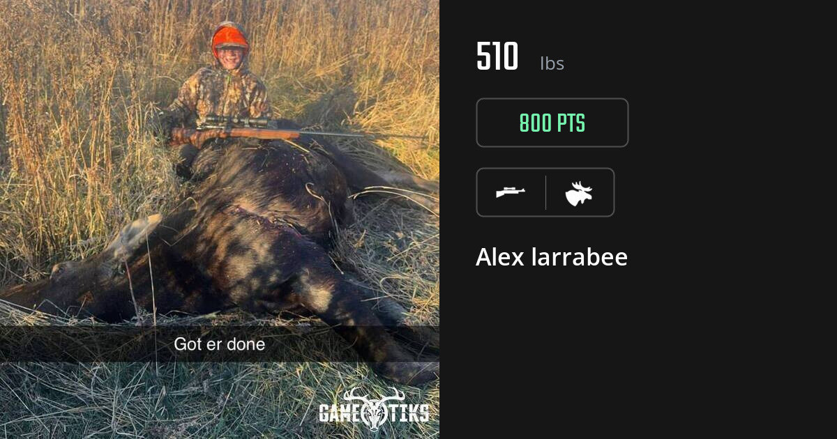 Moose harvest on Gametiks