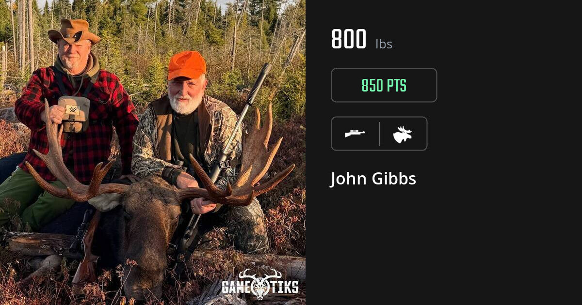 moose harvest by John Gibbs