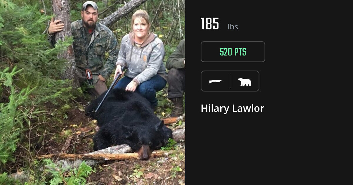 bear harvest by Hilary Lawlor