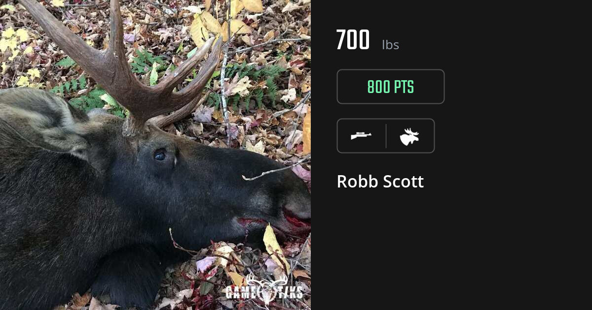 Moose harvest on Gametiks