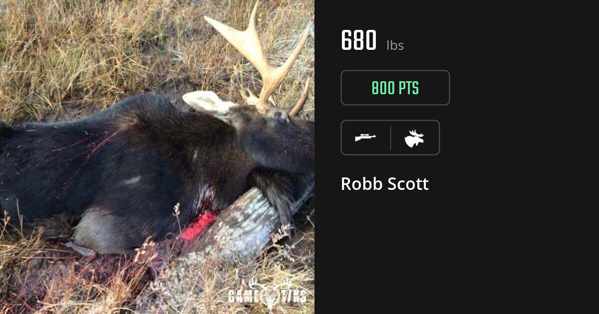 moose harvest by Robb Scott