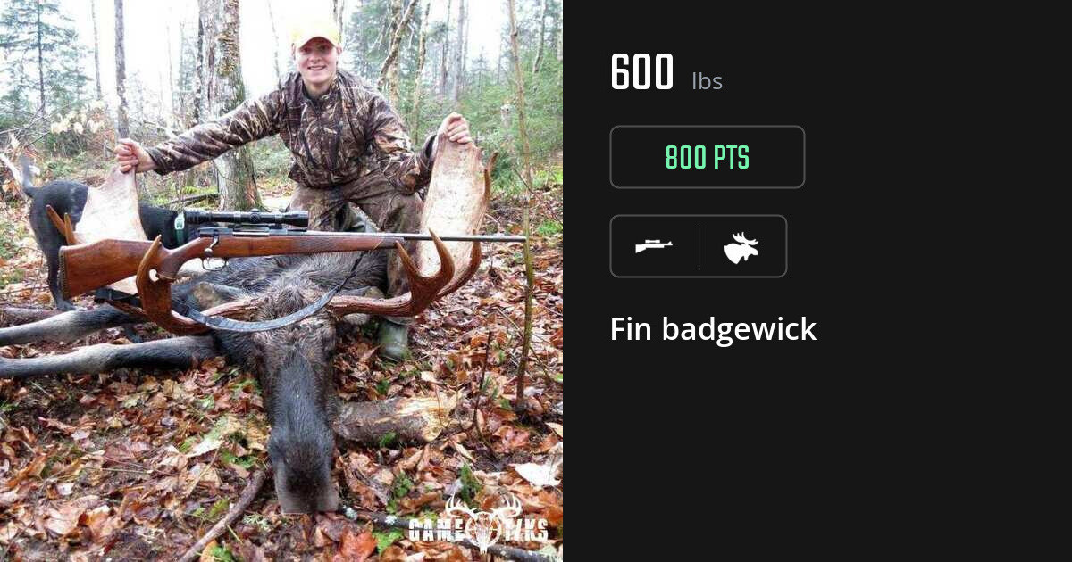 Moose harvest on Gametiks