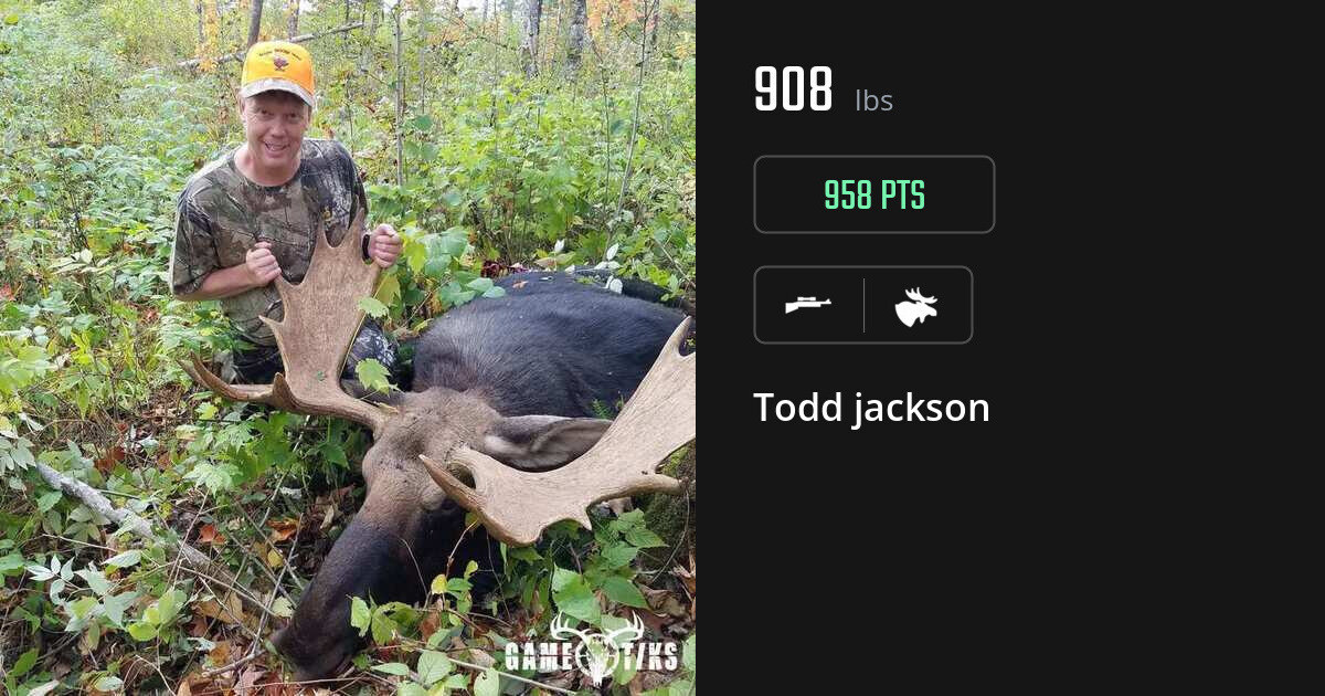 Moose harvest on Gametiks