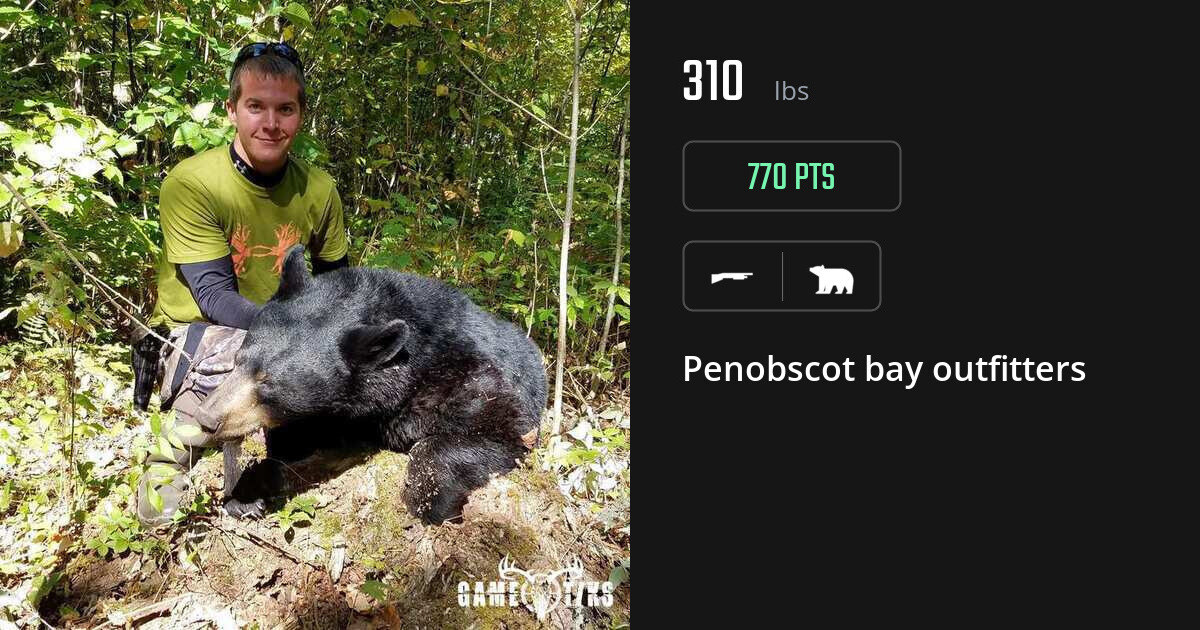 bear harvest by Penobscot bay outfitters