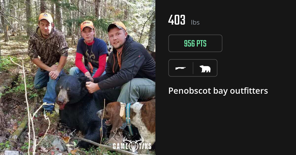 bear harvest by Penobscot bay outfitters