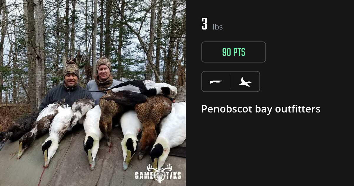 waterfowl harvest by Penobscot bay outfitters