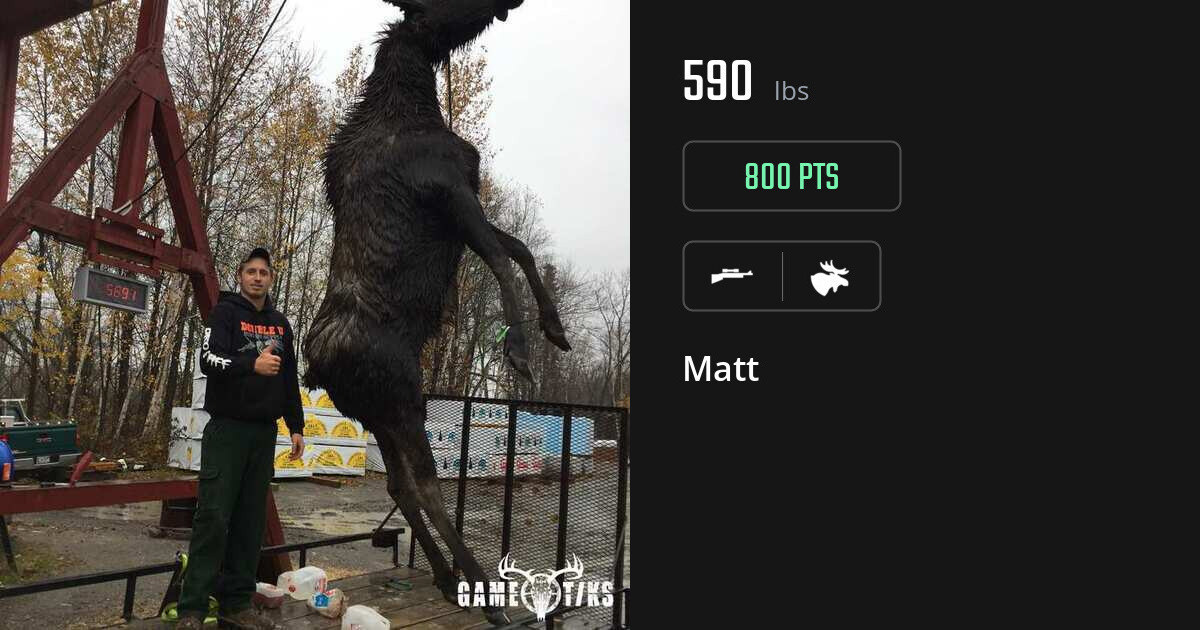 Moose harvest on Gametiks