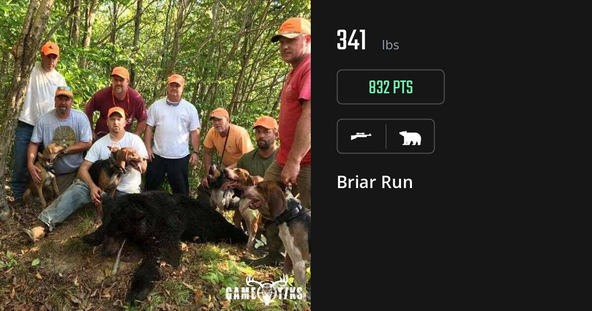 Bear harvest on Gametiks
