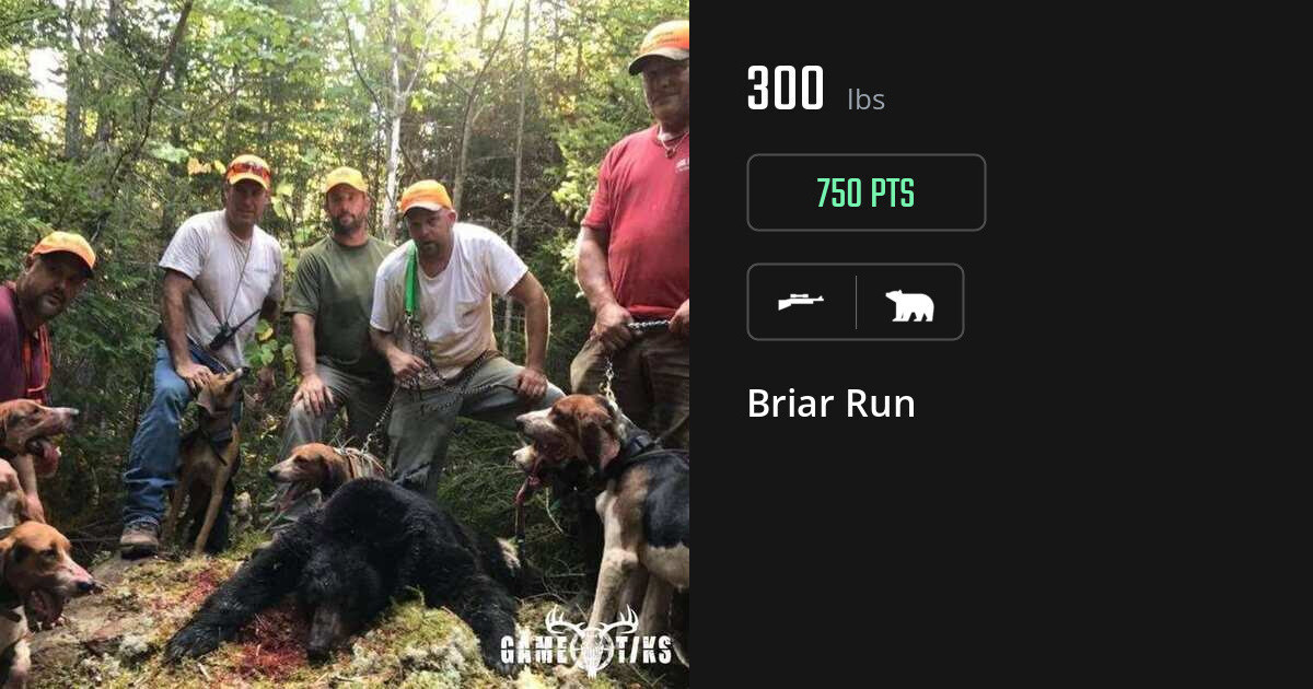 Bear harvest on Gametiks