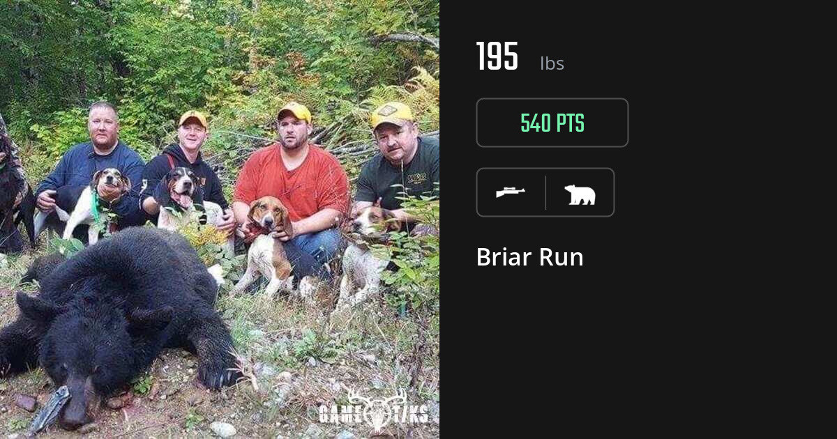 Bear harvest on Gametiks