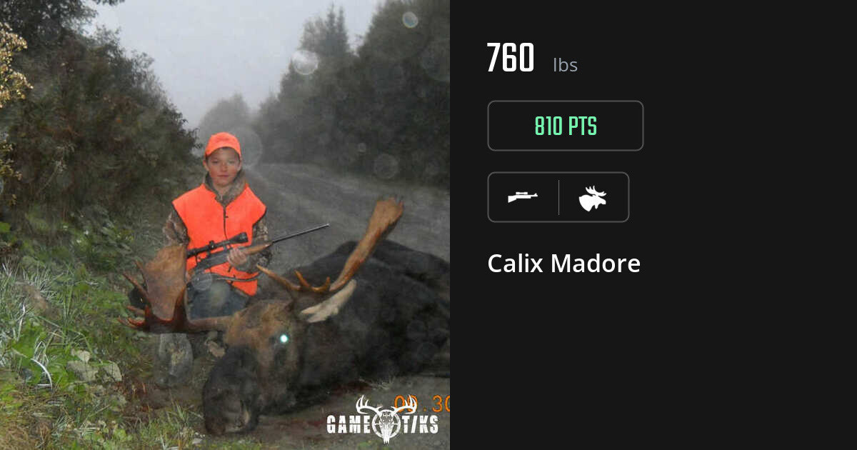 moose harvest by Calix Madore