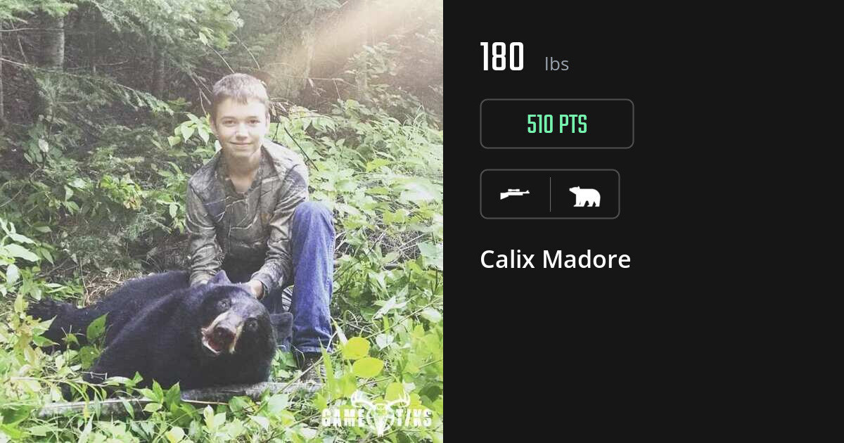 bear harvest by Calix Madore