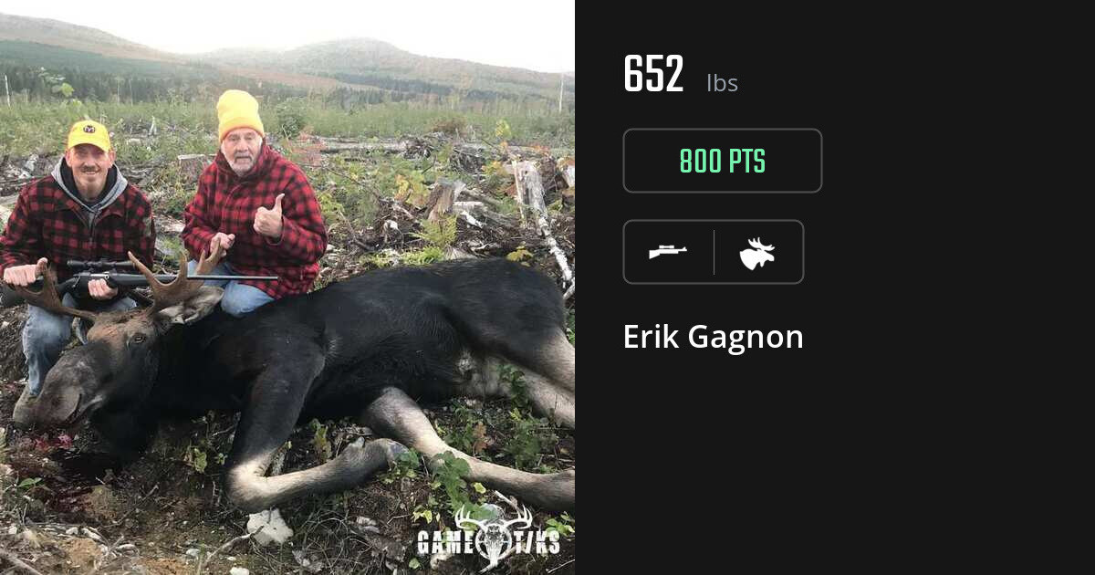 Moose harvest on Gametiks